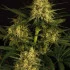 Spicy Bitch - feminizovaná semena marihuany, 3ks Exotic Seed