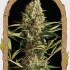Strawberry Cube Auto - samonakvétací semena marihuany, 3ks Exotic Seed