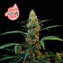 Juicy Zkittlez Auto - samonakvétací semena marihuany, 3ks Seedsman