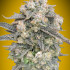 Mimosa Auto - samonakvétací semena marihuany, 3ks 00 Seeds