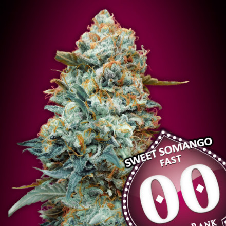 Sweet Somango Fast Version - feminizovaná semena marihuany, 3ks 00 Seeds