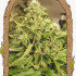 Exotic Pure CBG - feminizovaná semena marihuany, 3ks Exotic Seed