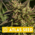 Neon Cowgirl - feminizovaná semena marihuany, 5ks Atlas Seed