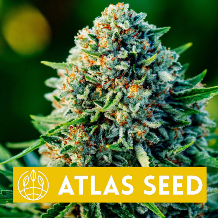 Gummibears Auto - samonakvétací semena marihuany, 5ks Atlas Seed