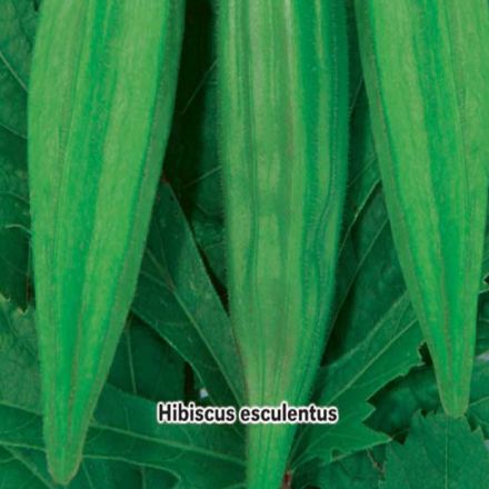 Ibišek jedlý - Okra - semínka 4 g