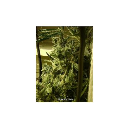 Arjan´s Strawberry Haze - semínka 5 ks (Indoor), feminizovaná semínka Green House Seeds