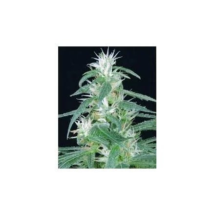 Arjan´s Ultra Haze n.2 - semínka 5 ks (Indoor),feminizovaná semínka Green House Seeds