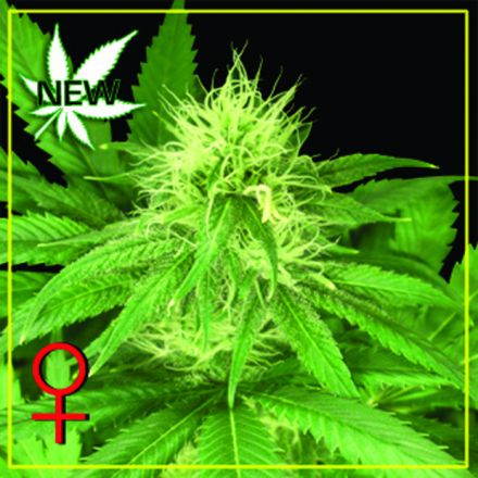 Bubba Kush - semínka 10 ks (Indoor), feminizovaná semínka Green House Seeds