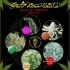 Sativa/Indica Mix A - semínka 10 ks feminizovaná semínka Green House Seeds