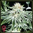 White Widow - semínka 10 ks (Indoor), feminizovaná semínka Green House Seeds