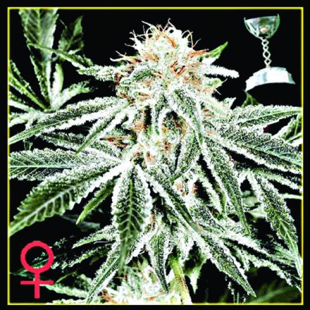 White Widow - semínka 5 ks (Indoor), feminizovaná semínka Green House Seeds