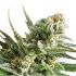 Amnesia Haze - feminizovaná semena cannabis 3ks Royal Queen Seeds 