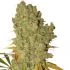 Special Kush n. 1 feminizovaná semena cannabis 5 ks Royal Queen Seeds