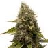 White Widow - feminizovaná semena cannabis 10 ks Royal Queen Seeds