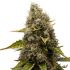 White Widow - feminizovaná semena cannabis 3 ks Royal Queen Seeds
