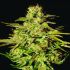  Jacky White - feminized semena cannabis 10 ks Paradise Seeds