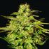 Jacky White - feminizovaná semínka marihuany 3 ks Paradise Seeds 