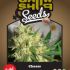 Cheese 10 feminizovaných semen Growshop seeds