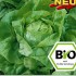 Hlávkový salát Ovation BIO osivo
