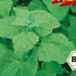 Melde – Lebeda Zahradní (rostlina: Atriplex hortensis) BIO osivo