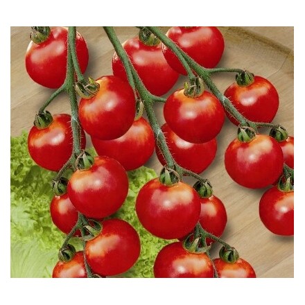 paradajky Cherrola 