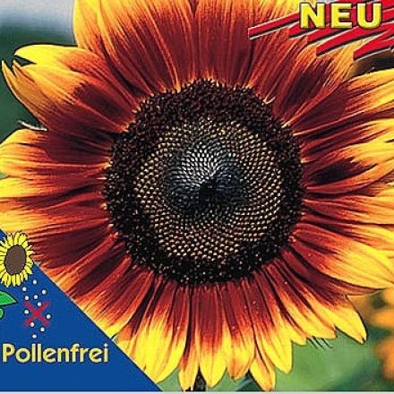 Slunečnice -Helianthus Pro Cut Bicolor