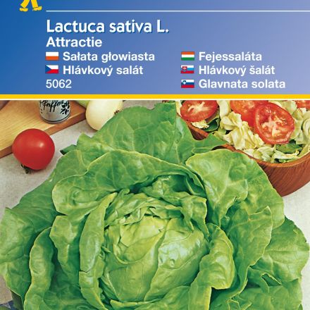 Hlávkový salát Attractie – semena hlávkového salátu