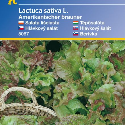 Listový salát Amerik. - semena salátu listového