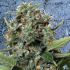 Auto Pilot XXL - autoflowering semena marihuany 5ks Ministry of Cannabis