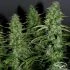 AutoWhite Widow®- samonakvétací semínka cannabis 3ks Dutch Passion