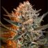 Black Jack Fast Version - feminized semena cannabis 5 ks Sweet Seeds