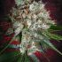 Big Bud XXL – feminizované semienka 5 ks Ministry Cannabis
