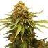 Critical - feminized semena cannabis od RQS