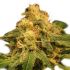 Critical - feminized semena cannabis od RQS