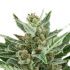 Easy Bud - samonakvétací semena marihuany 3ks Royal Queen Seeds