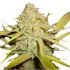 O.G. Kush - feminized semena cannabis 5ks Royal Queen Seeds