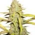 O.G. Kush - feminized semena cannabis 10ks Royal Queen Seeds