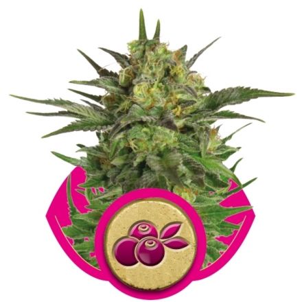 Haze Berry - feminizovaná semena 5ks Royal Queen Seeds