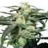 Royal Haze Automatic - autoflowering semena cannabis 5ks Royal Queen Seeds