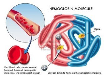 Hemoglobín
