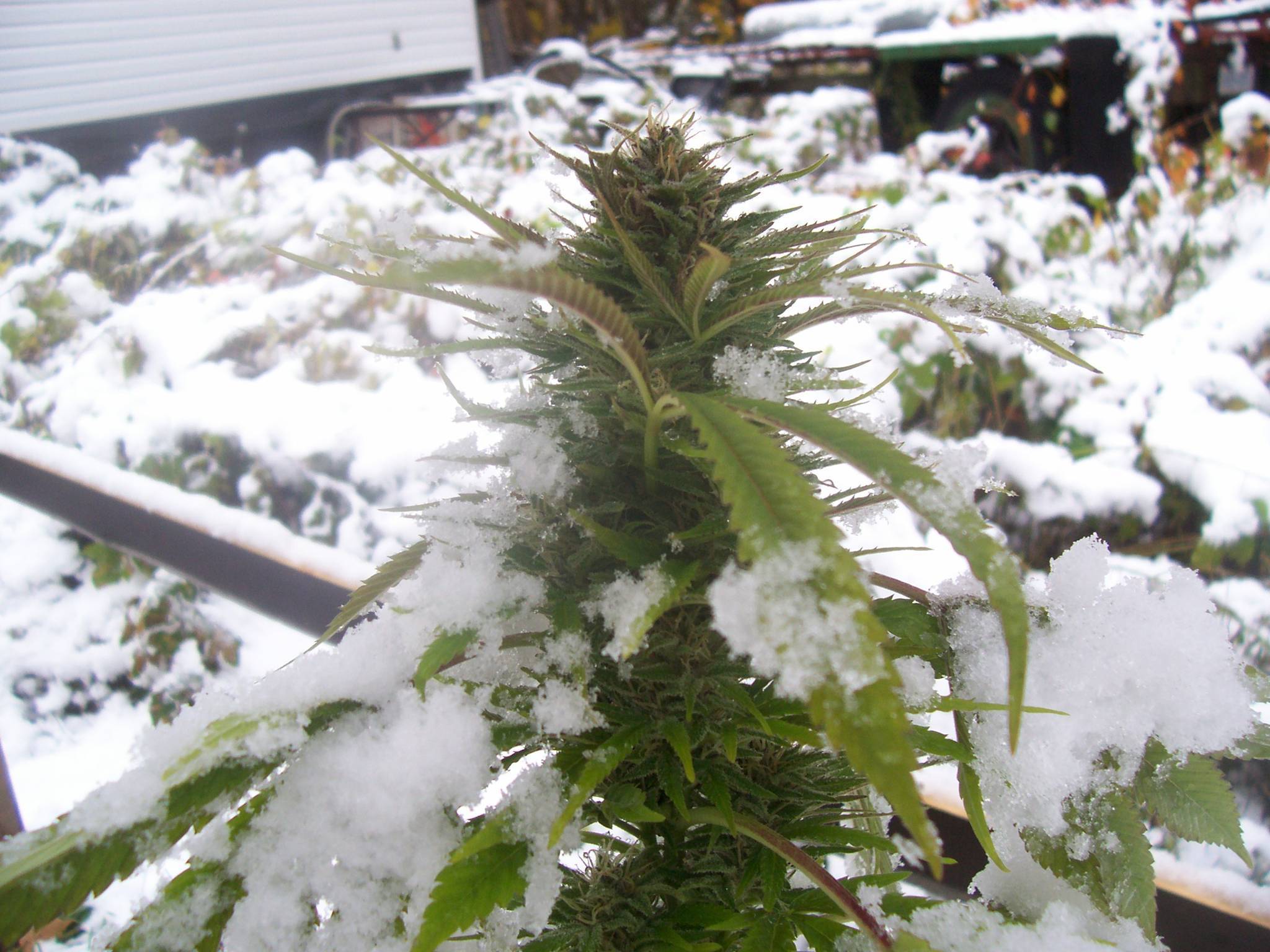 rostliny konopí pokryté sněhem