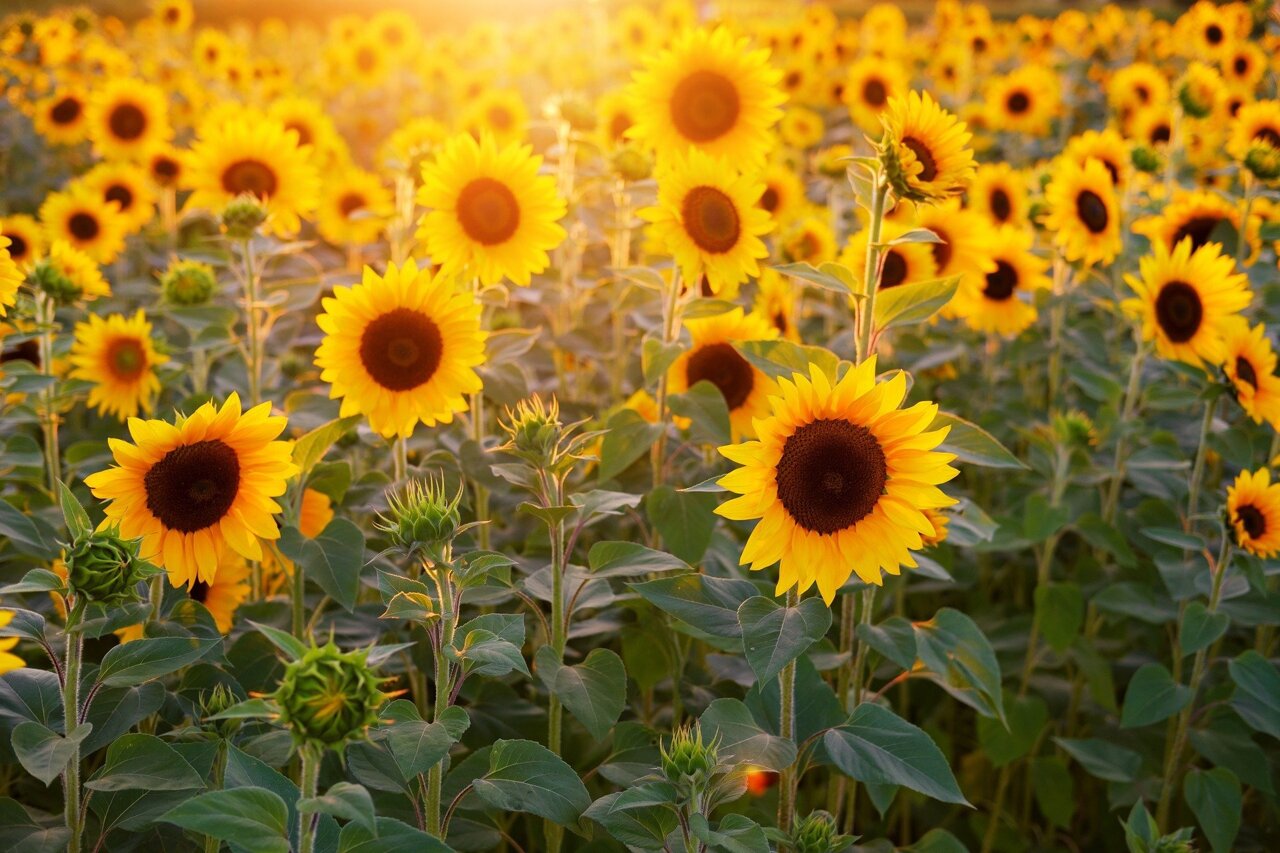slunečnice jako doprovodná výsadba konopí