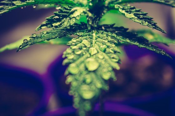 konopí semena marihuany závislost
