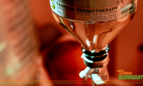 chemoterapie léčebné konopí