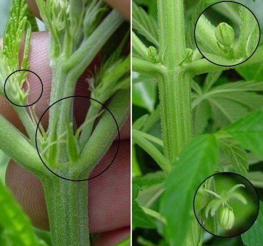 samičí rostlina vlevo, samčí vpravo