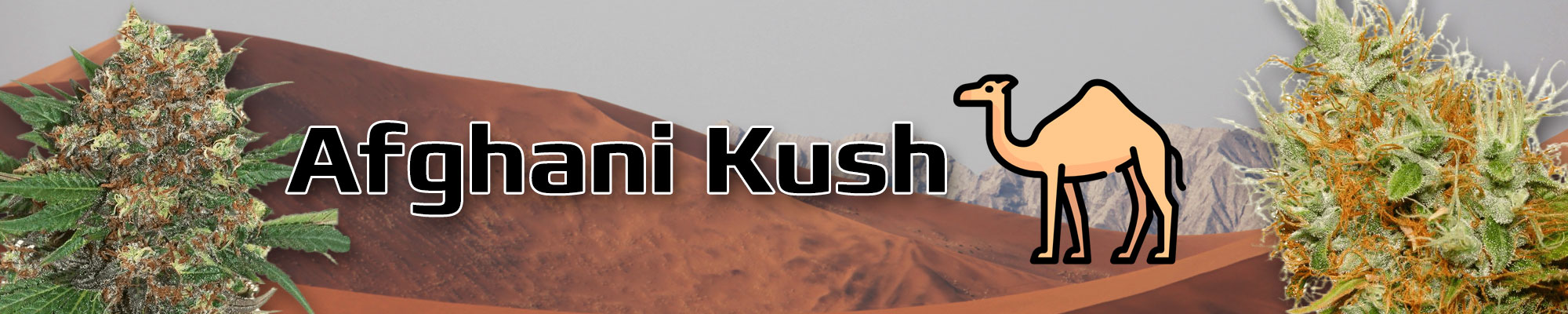 Afghani Kush Cannabis Families