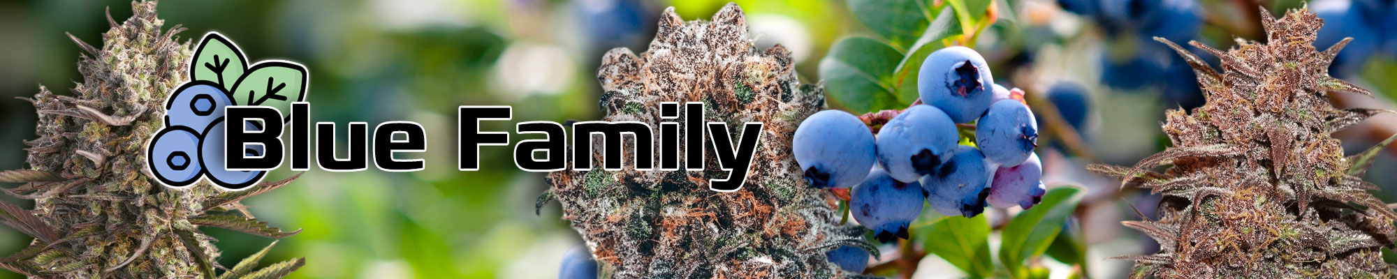 Blue family cannabis families