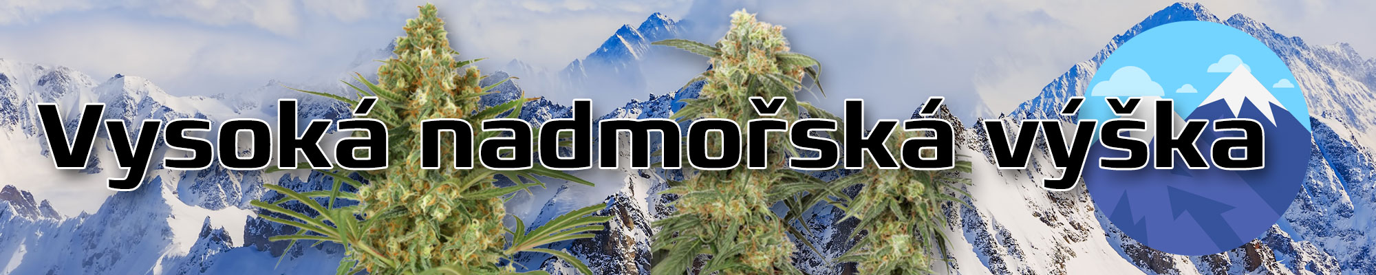 High altitude cannabis seeds family