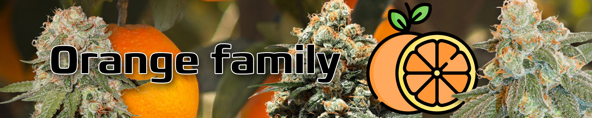 Orange family of cannabis
