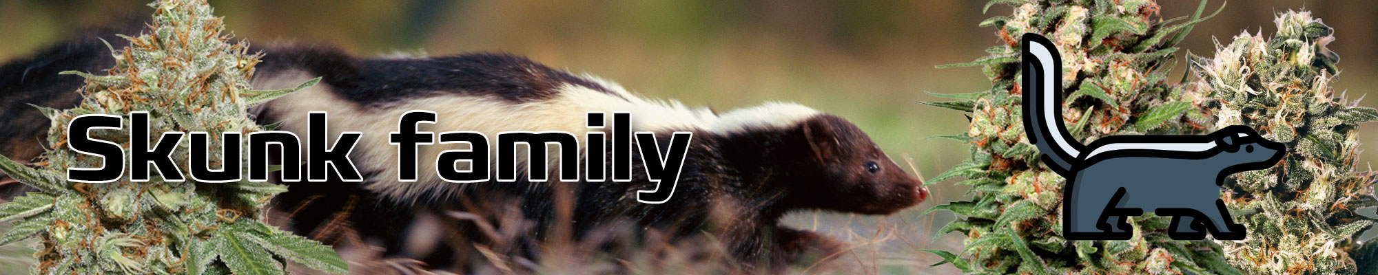 Rodiny konopí genetiky skunk